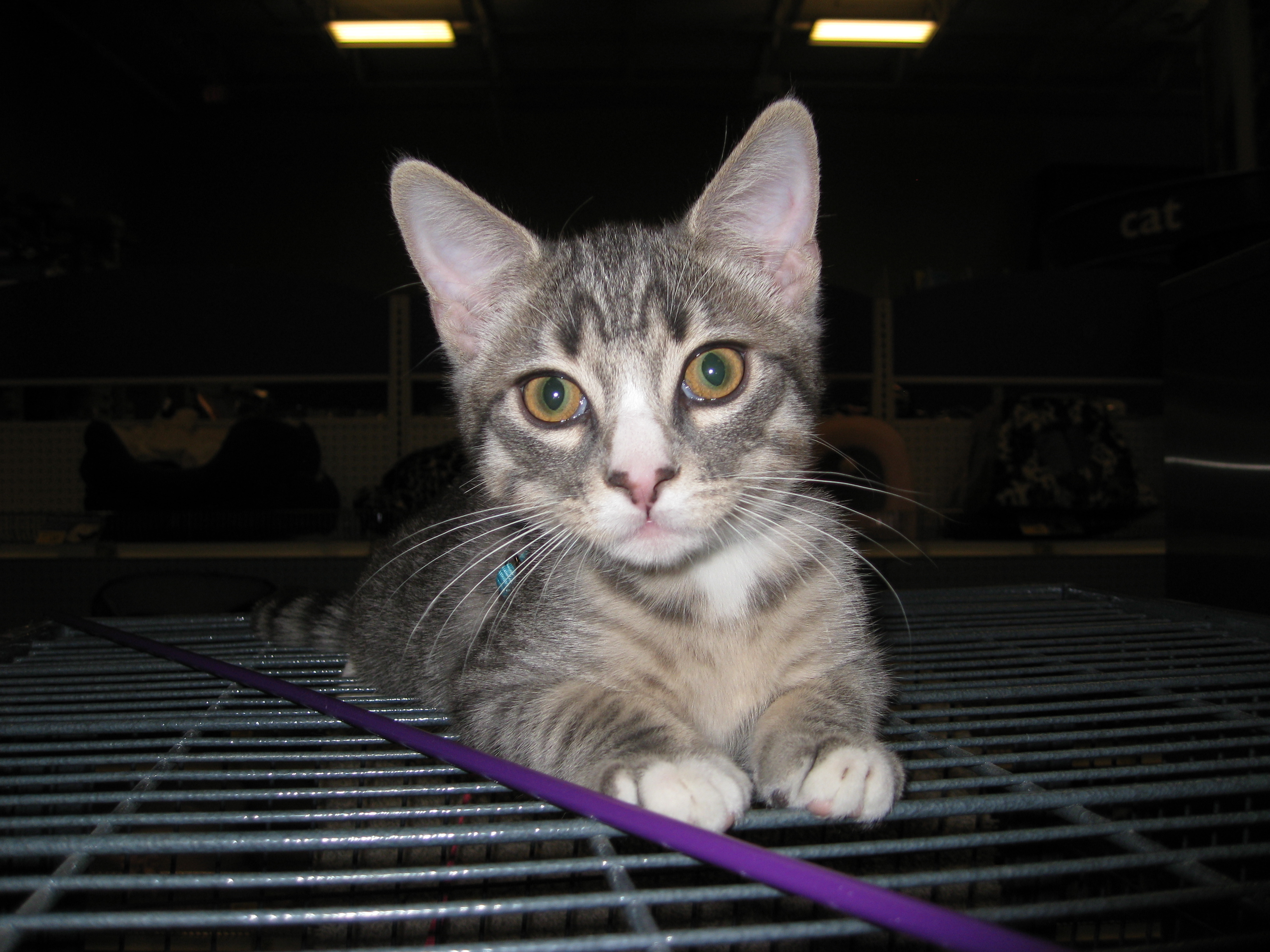 Tiger--Adopted!