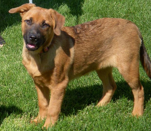Darla - ADOPTED!
