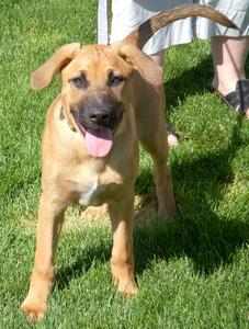 Stymie - ADOPTED!