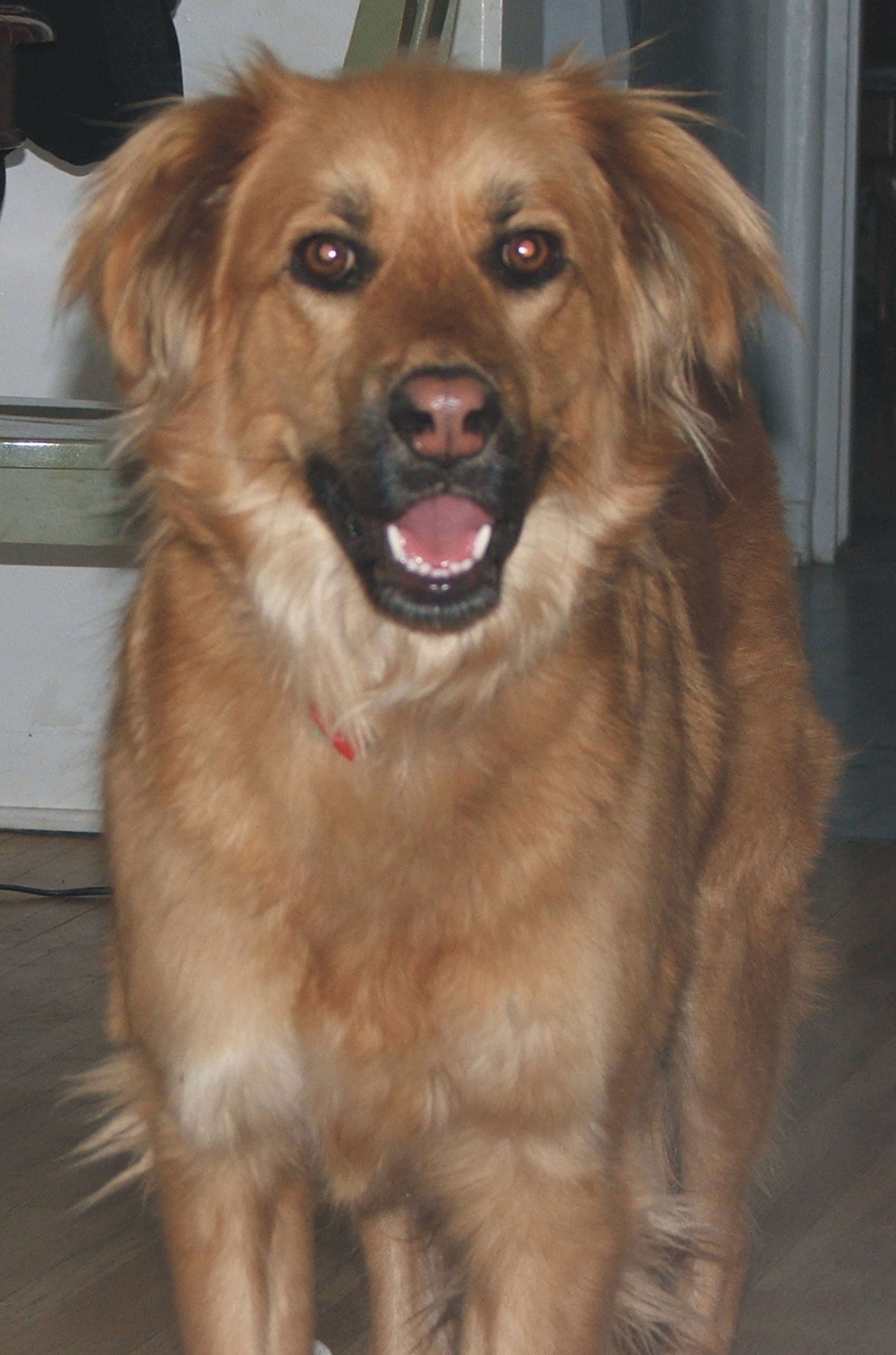 Santo - ADOPTED!