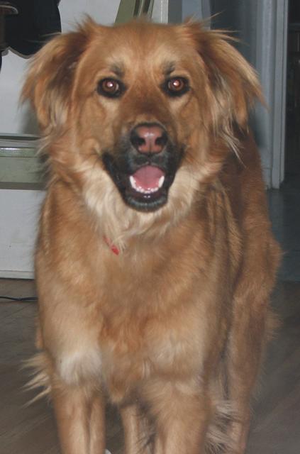 Santo - ADOPTED!