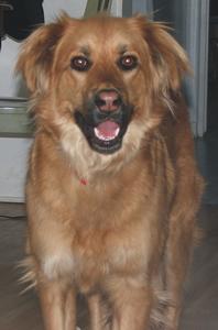 Santo - ADOPTED!