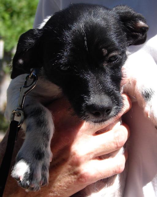 Rita - ADOPTED!