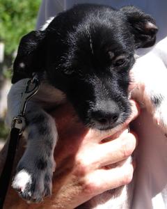 Rita - ADOPTED!