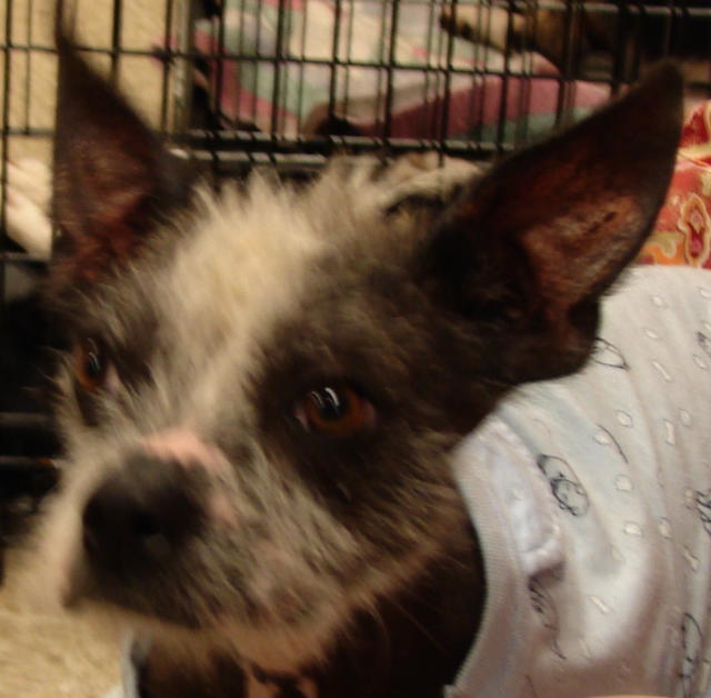 Lance - Adopted!