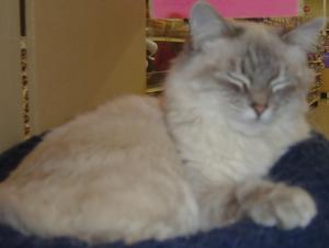 Roxy--Adopted!!