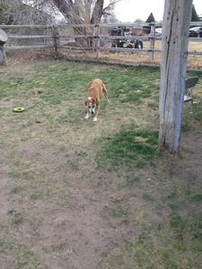 Dixie Getting Ready to Run in Happy Circles!