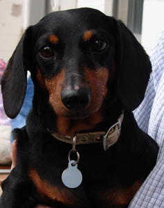 Mea - ADOPTED!
