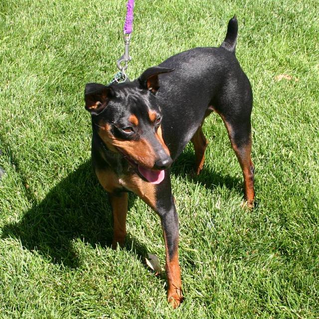 Chachi - ADOPTED!