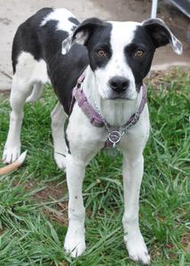 Greta - Hound Mix Puppy - Adopted!