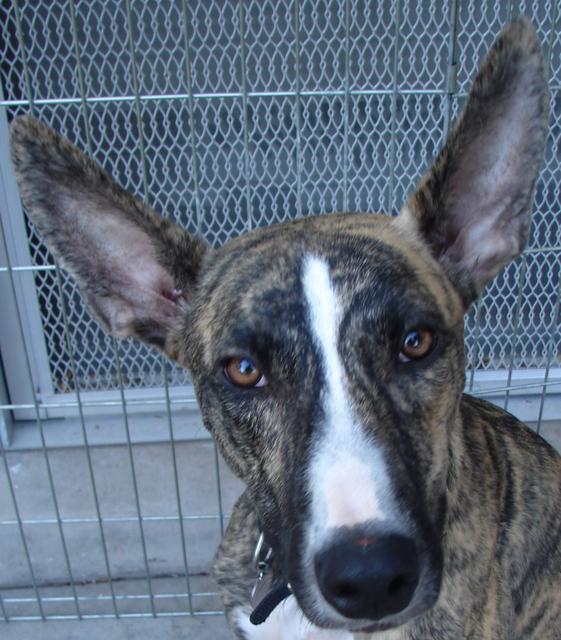 Jerry - ADOPTED!