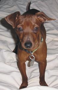 Petal - ADOPTED!