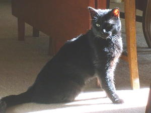 Shante--adopted!!