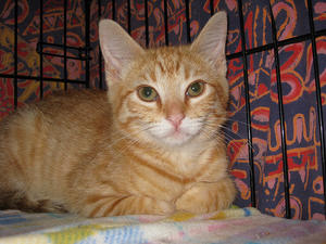 Tosh--Adopted!!