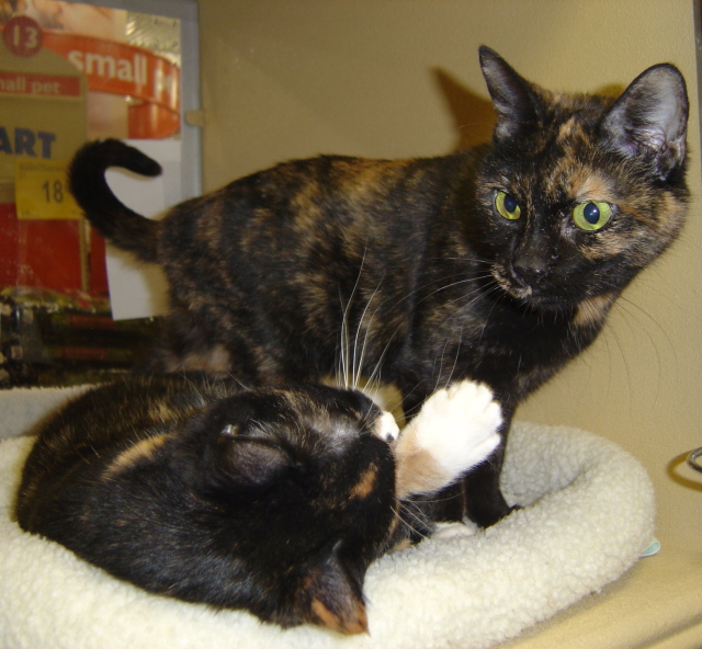 Sissy--Adopted!!