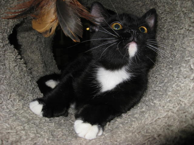 Mikey--Adopted!!