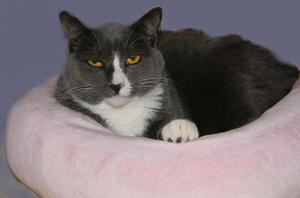 Pounce--adopted!