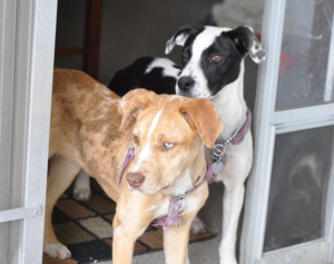 Taylor and Greta