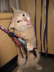 Stubby--Adopted!!