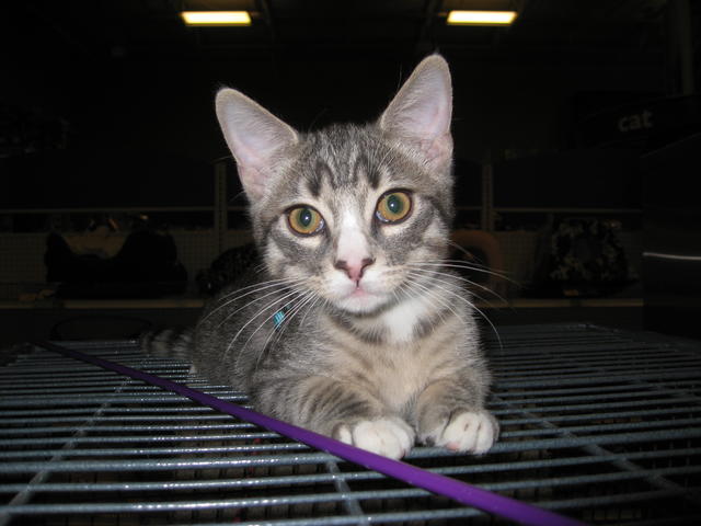 Tiger--Adopted!