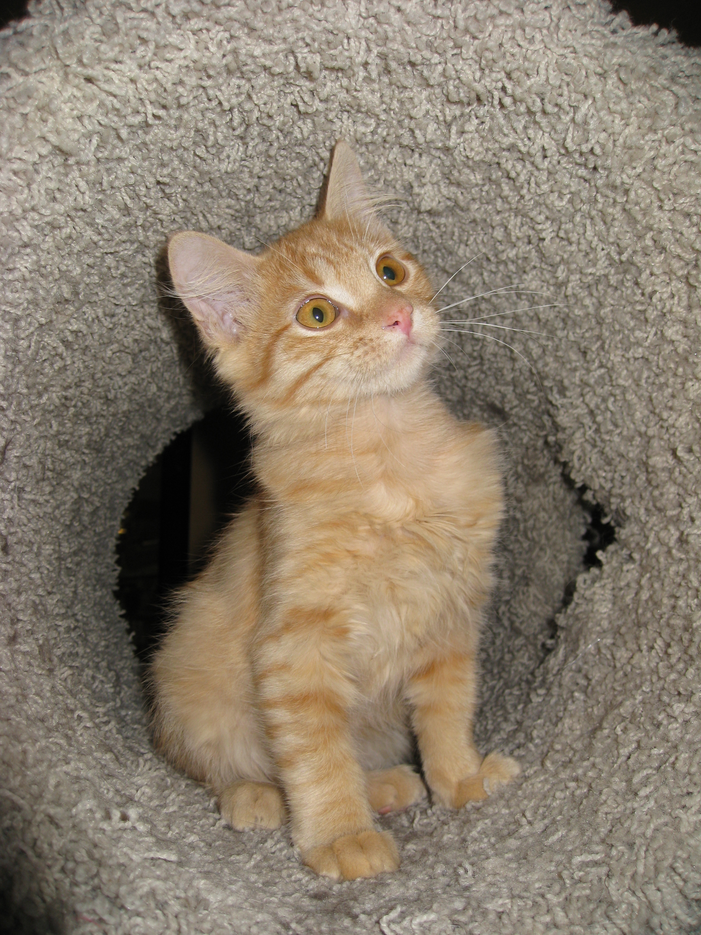 Lassie--Adopted!!