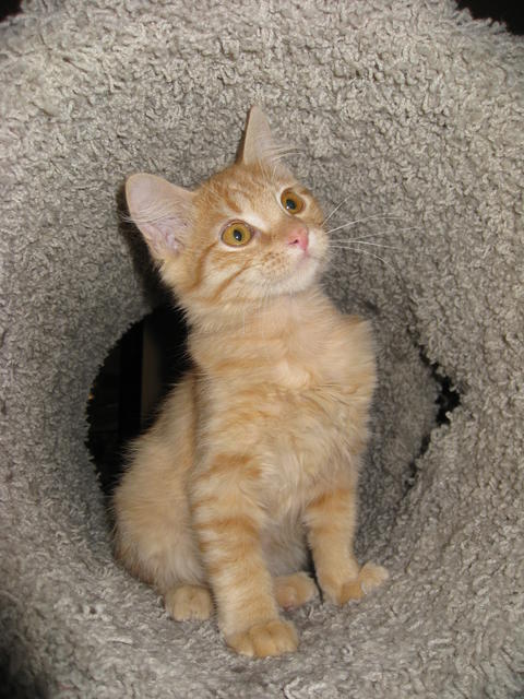 Lassie--Adopted!!