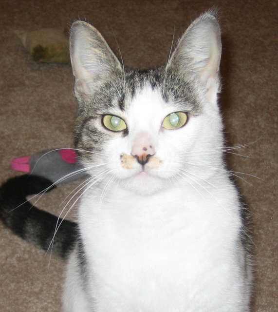 Snickers--Adopted!!