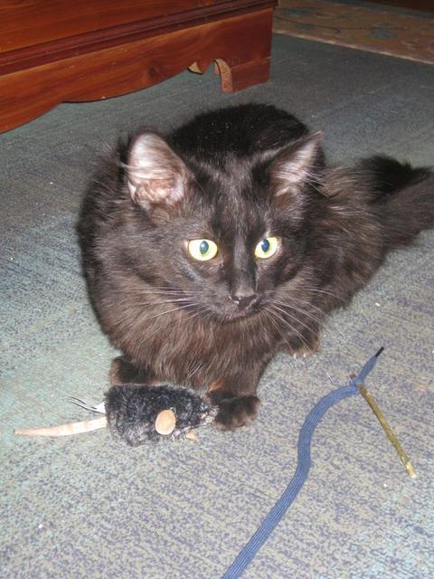 Moritz
