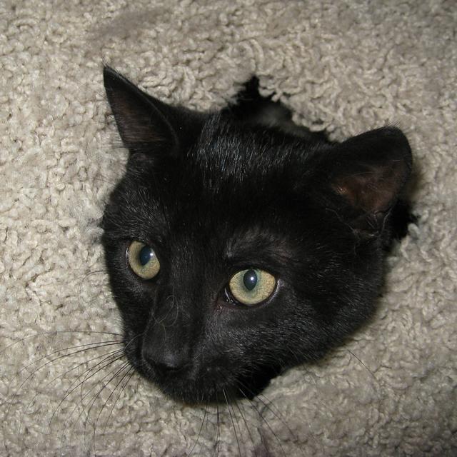 Timmy--Adopted!!