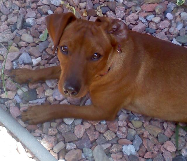 Winnie - ADOPTED!