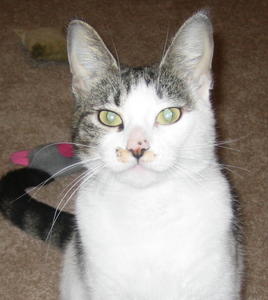 Snickers--Adopted!!