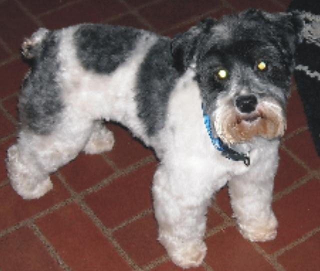 Lillie - ADOPTED!