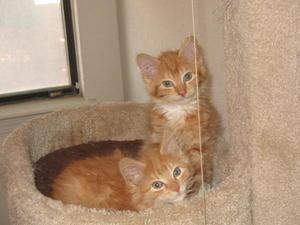 Jackson & Levi--adopted