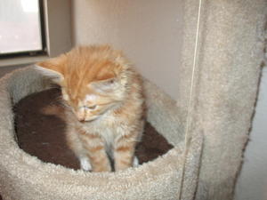 Levi--adopted!