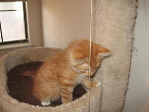 Levi-adopted