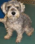 MMiniSchnazuerCarlsbad5063f9c7-5d47-496d-81c3-4a5195a8aa44_TN1.jpg