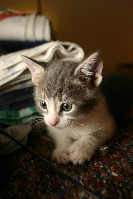 Lucy Greystar--Adopted!!