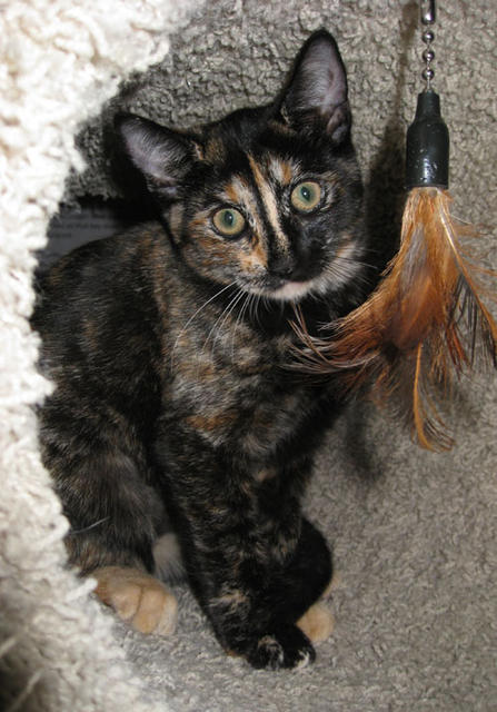 Midori Threesox--Adopted!!