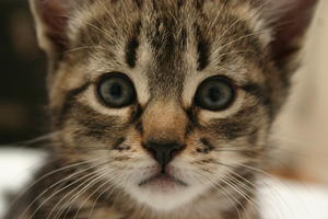 Sorrel Dark Kit--Adopted!!