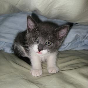 Stoneblossom--Adopted!!