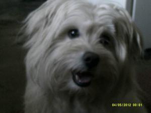 MTerrierMiximage001
