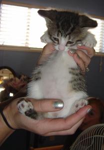 Tora (Tabby) -- Adoption Pending