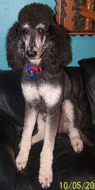 Elvis - ADOPTED!