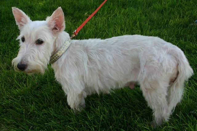 Hannah - ADOPTED!