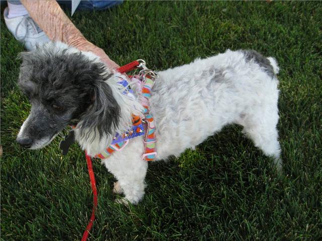 Pistol Pete - ADOPTED!