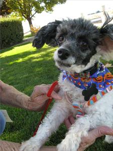 Pistol Pete - ADOPTED!