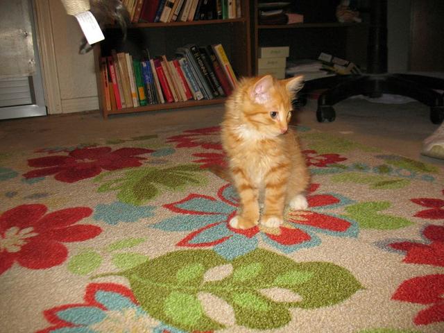 Levi-adopted