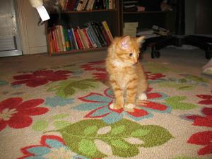 Levi-adopted