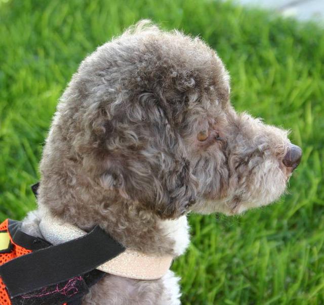 Romeo - ADOPTED!