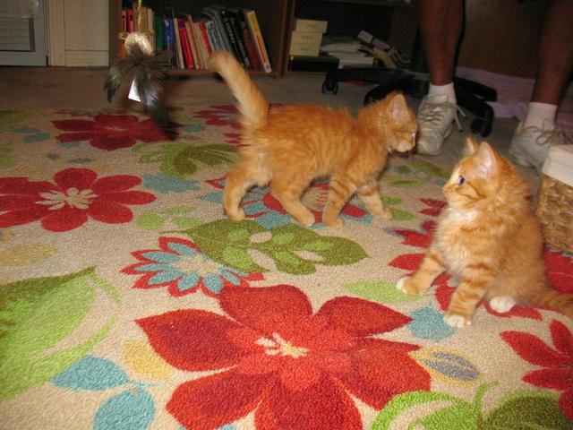 Levi--adopted